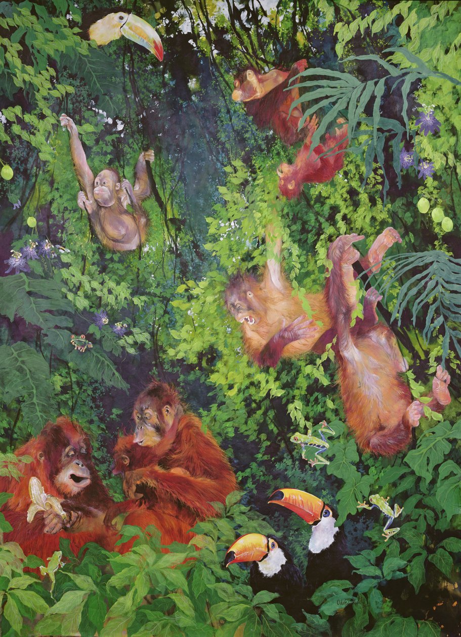 Orangs-outangs et toucans - Odile Kidd