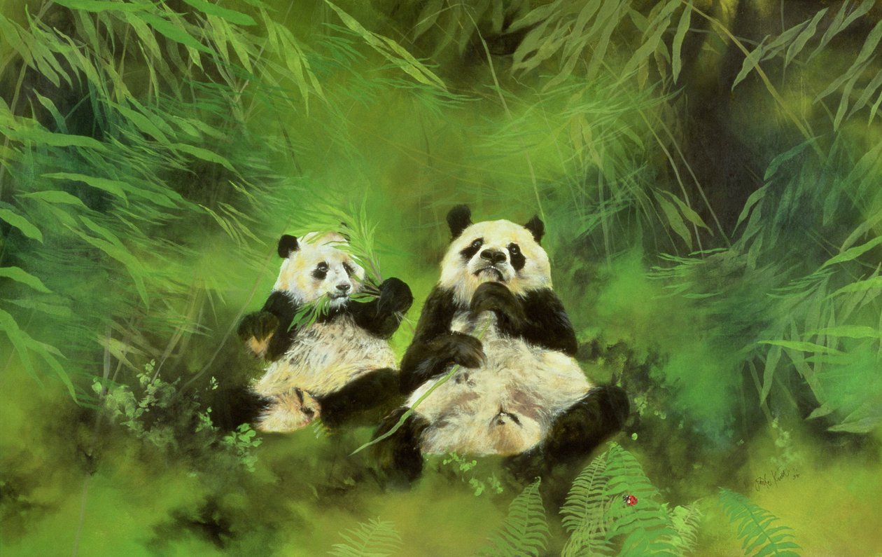 Pandas - Odile Kidd