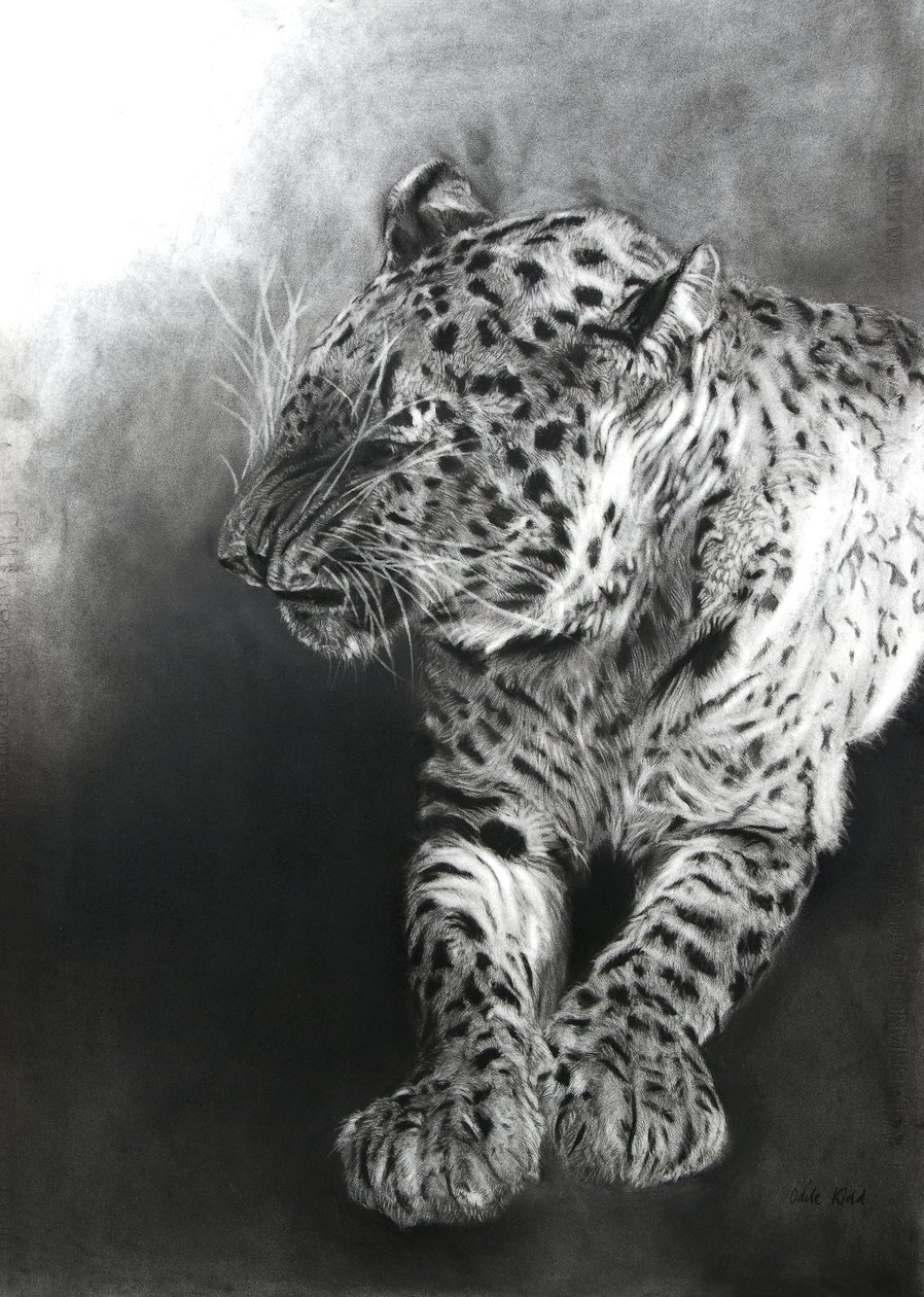 Panthera pardus 2, 2009 (fusain et conte sur papier Fabriano) - Odile Kidd