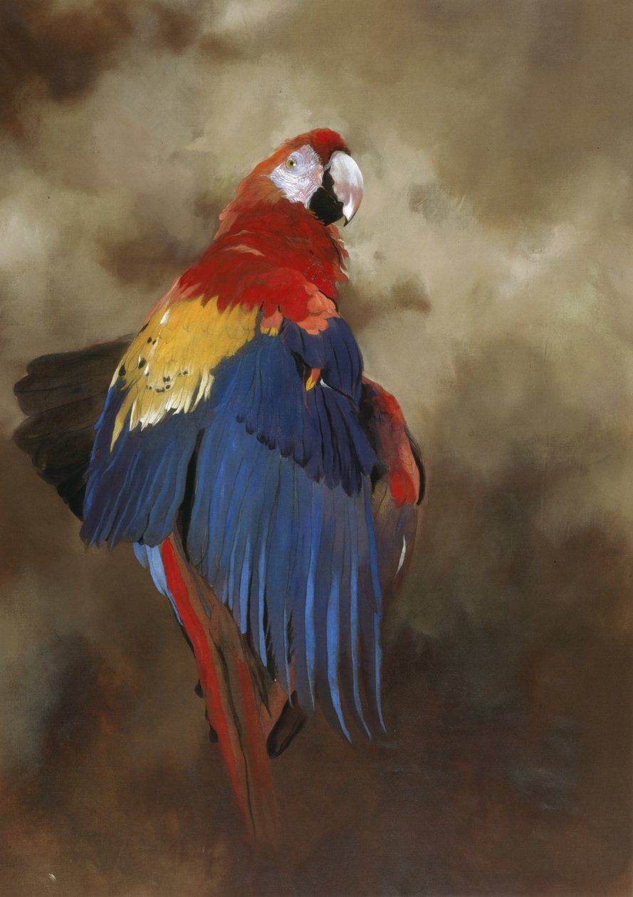 Ara rouge 1, 2000 (acrylique sur lin) - Odile Kidd