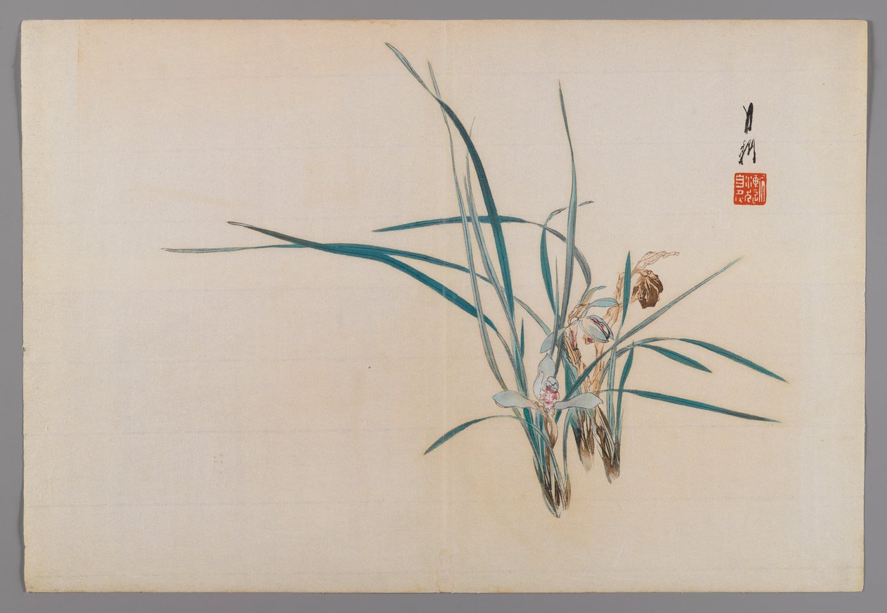 Orchidées, page d