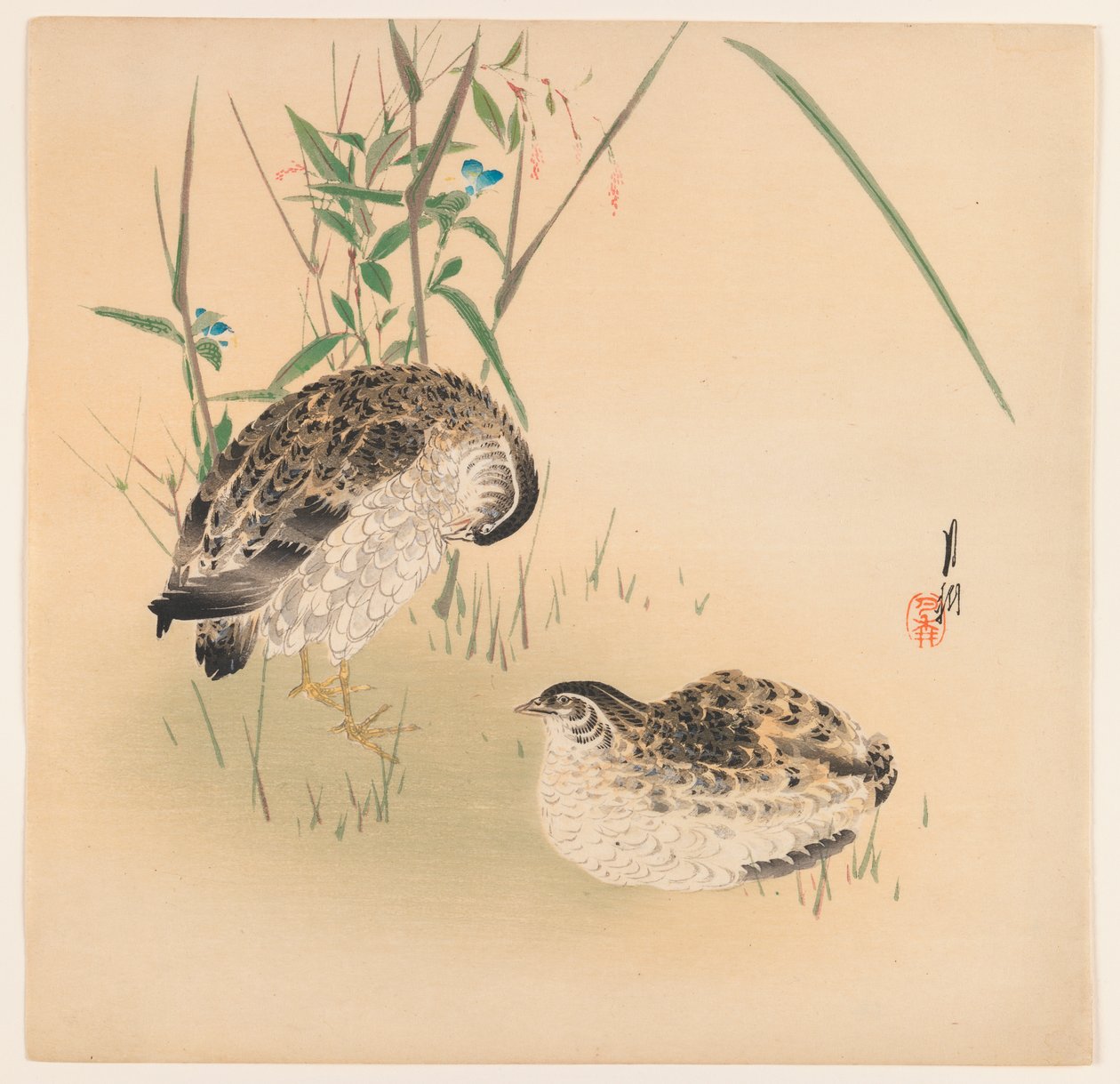 Deux cailles, vers 1890-1910 - Ogata Gekko