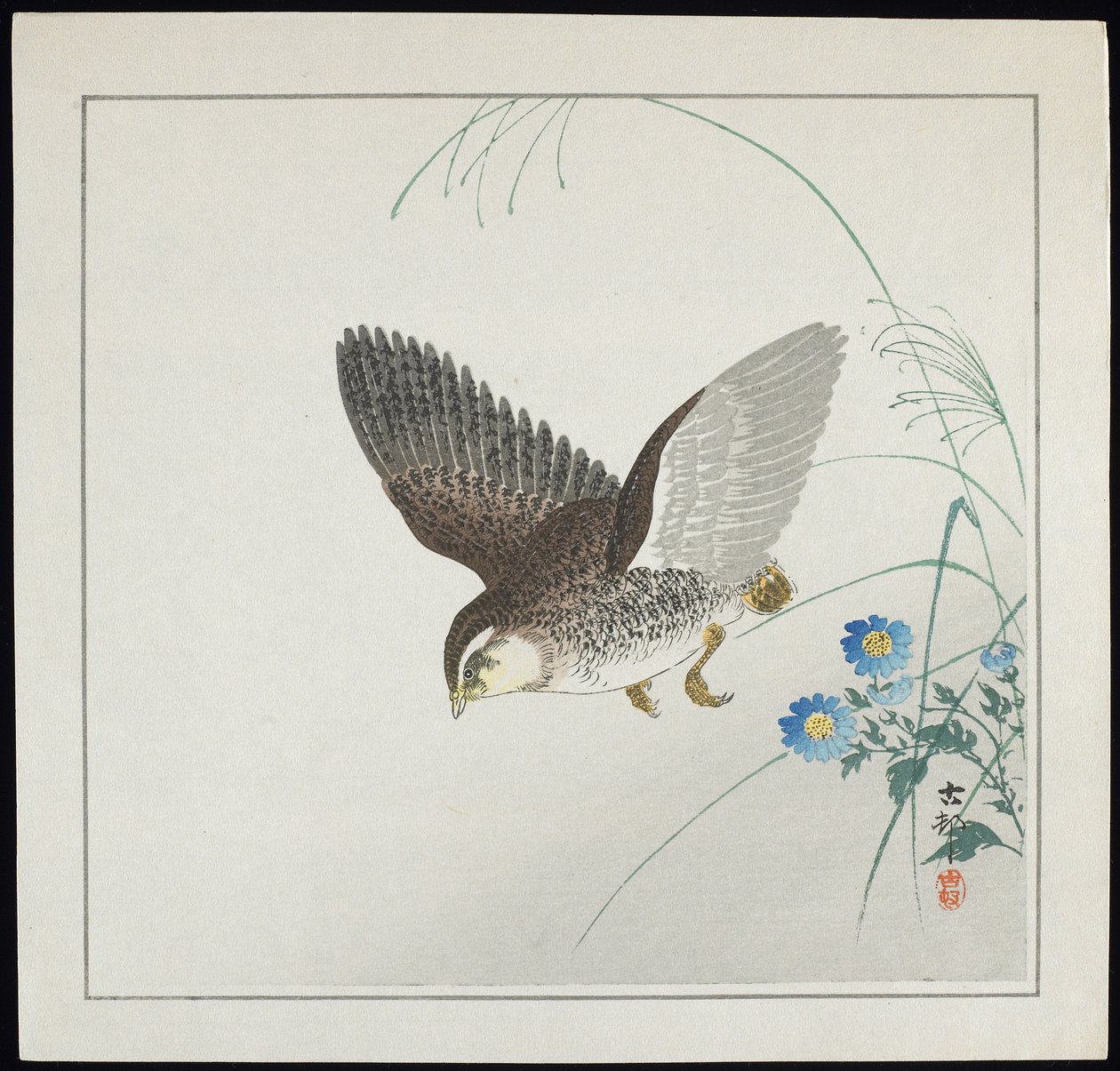 Caille en vol, avant 1912 - Ohara Koson