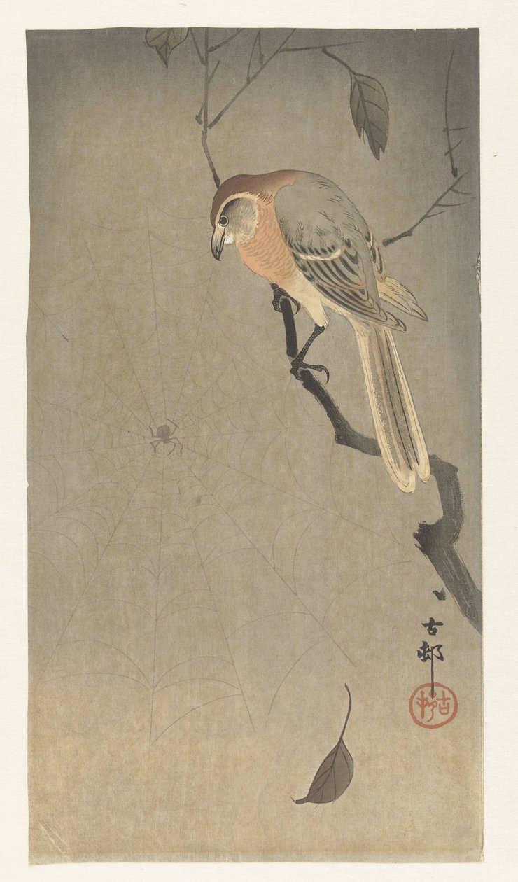 Pie-grièche à tête brune et araignée - Ohara Koson