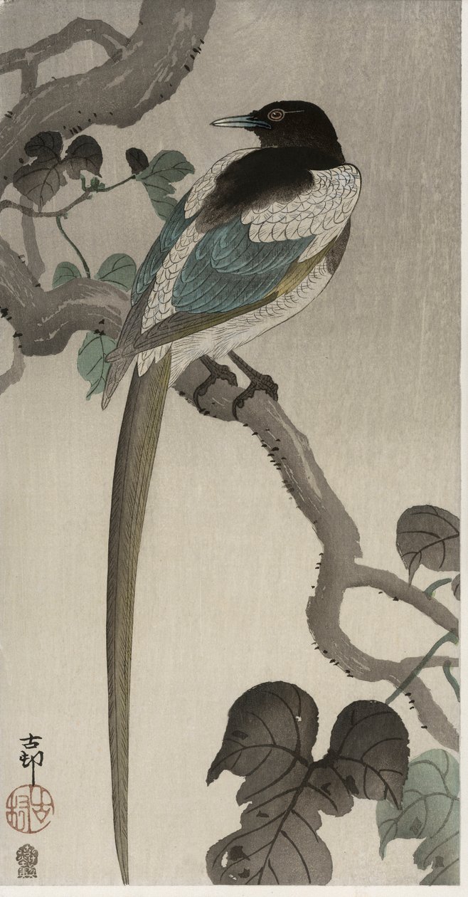 Pie sur une branche de Pauwolna (estampe sur bois en couleur) - Ohara Koson