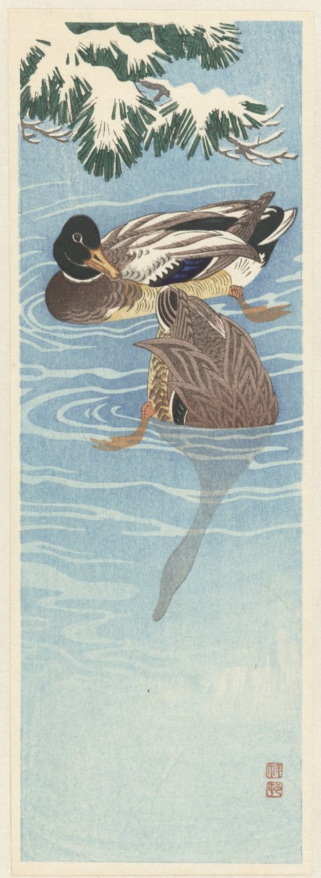 Deux canards sauvages dans l