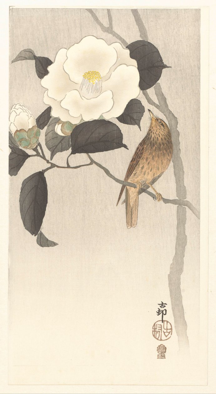 Oiseau chanteur et camélia en fleurs - Ohara Koson