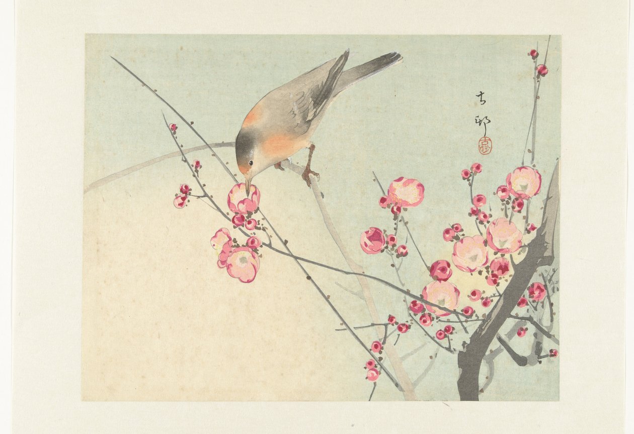 Oiseau chanteur sur une branche en fleurs - Ohara Koson