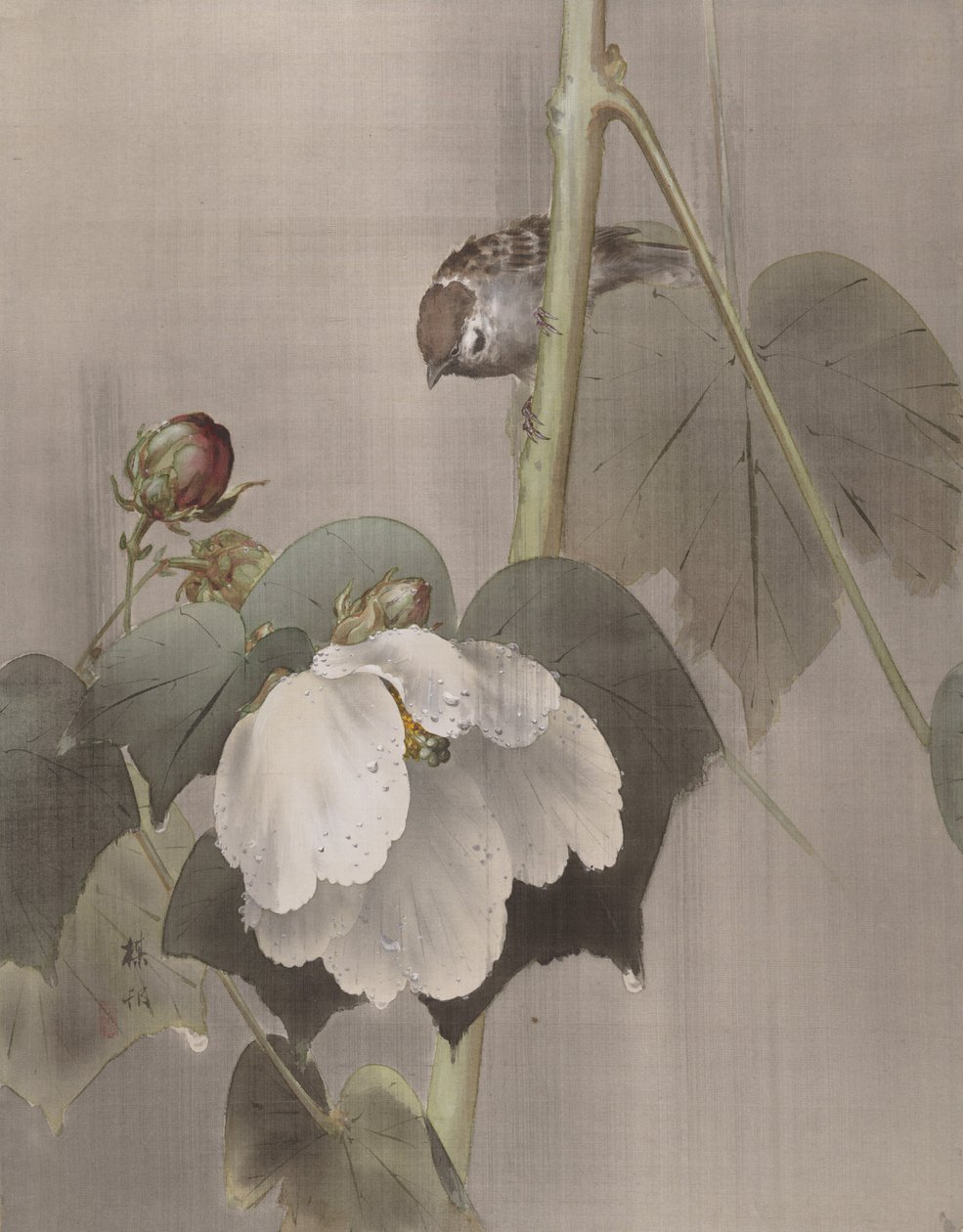 Hibiscus dans la pluie, vers 1891-92 - Okada Baison