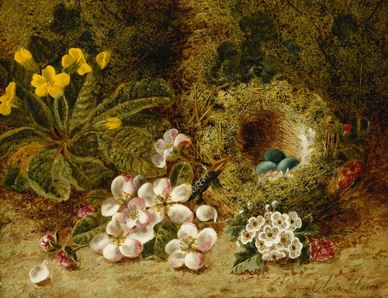 Fleurs de pommier, une primevère et un nid d