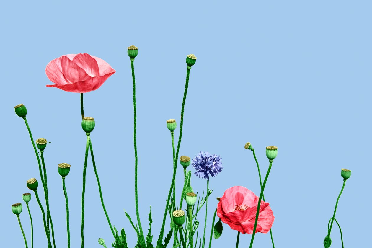 Papaveri rosa, 2019 (technique mixte numérique) - Olivia Gozzano