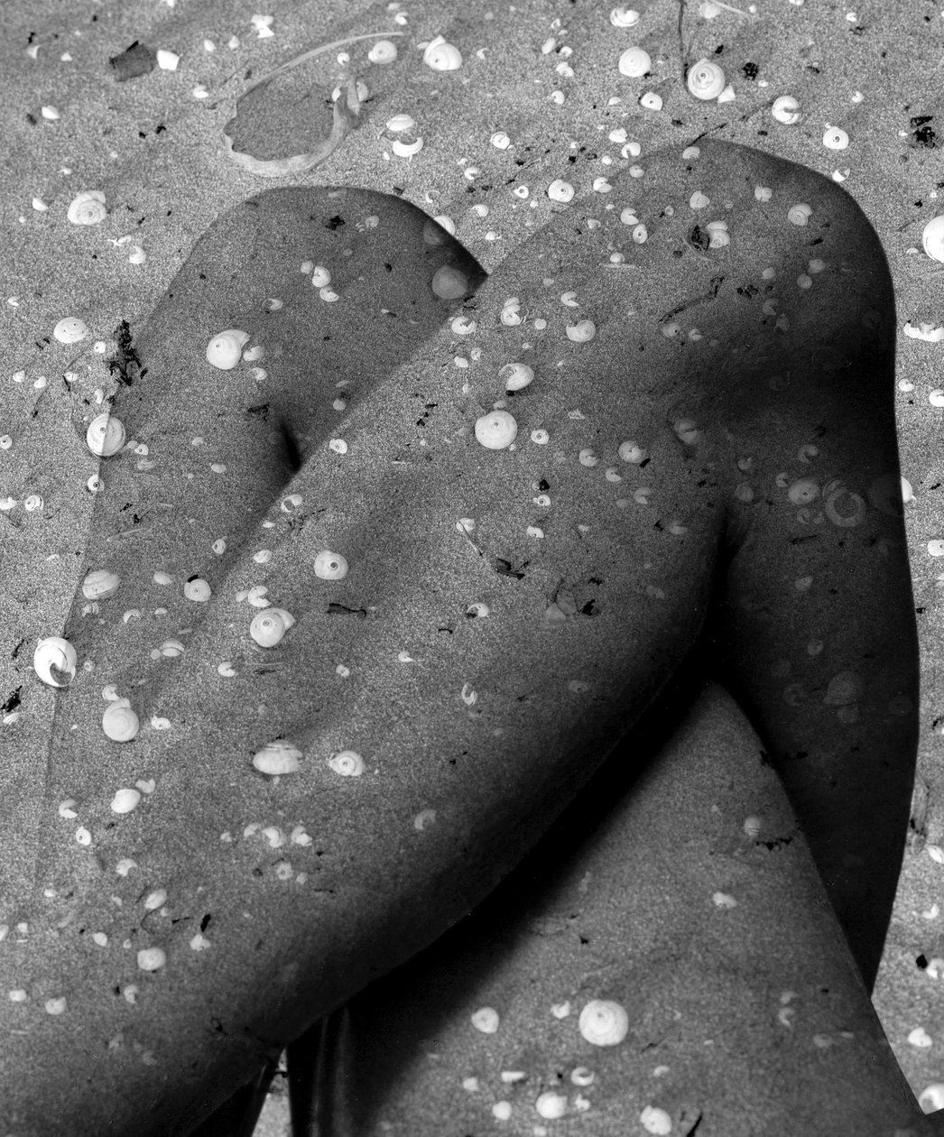 Pattes de coquillage, 2019 (mixedmedia numérique) - Olivia Gozzano