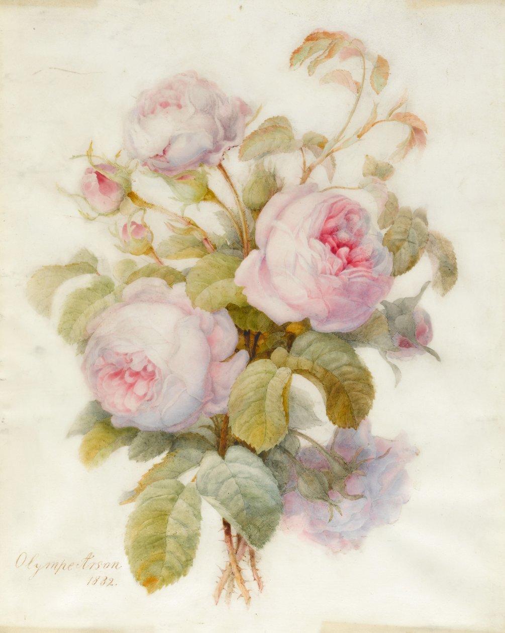 Bouquet de roses Centifolio, 1832 - Olympe Arson