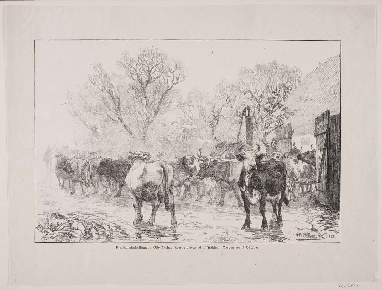 Les vaches sortent de l