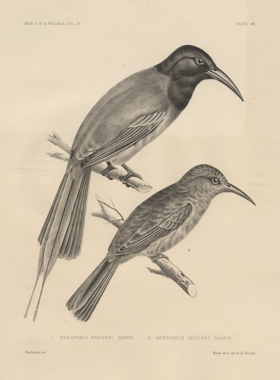 1. Meropogan Breweri et 2. Meropiscus Mulleri, lithographie par J.T. Bowen, 1850 - Otto Koehler