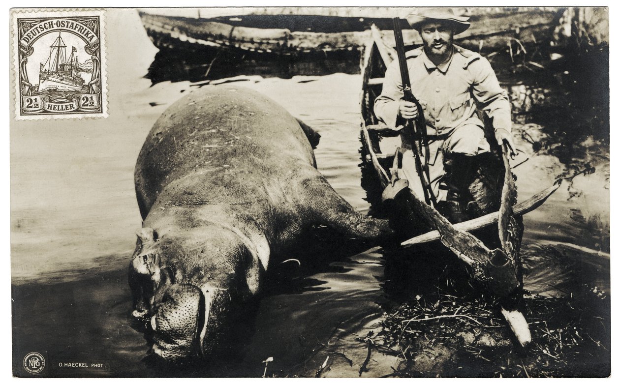 Chasseur allemand avec hippopotame, Afrique orientale allemande, vers 1910 - Otto Haeckel