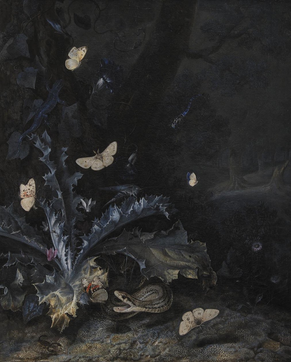 Nature Morte avec Chardon et Serpent - Otto Marseus  van Schrieck