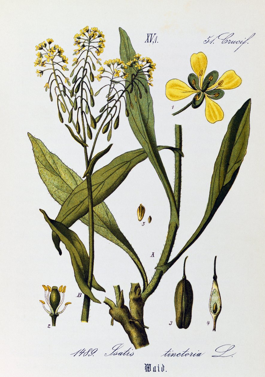Feuilles, fruits et fleurs de Pastel des teinturiers (Isatis tinctoria), illustration de Otto Wilhelm Thome (1840-1925) de Flora von Deutschland, Osterreich und der Schweiz (Flore d