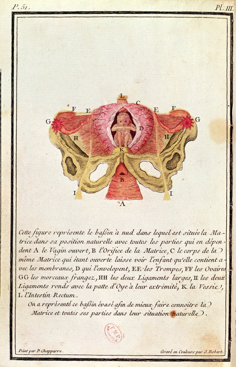 Diagramme en coupe de l