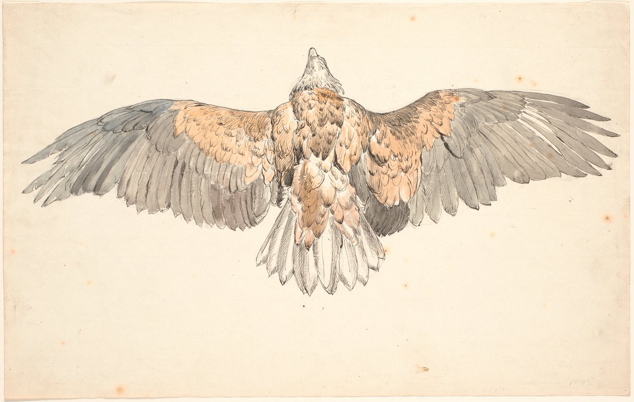 Un busard mort avec des ailes déployées - P.C. Skovgaard