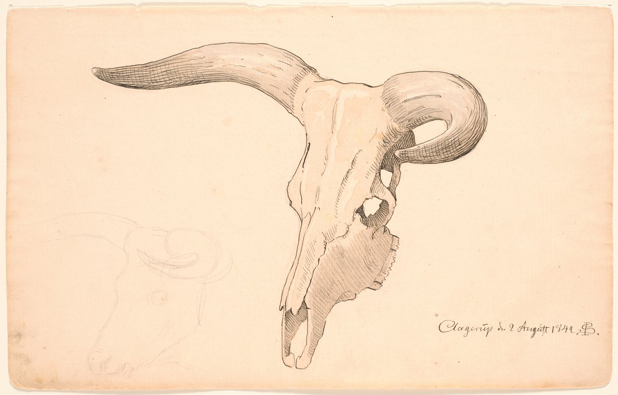 Crâne de vache, en trois quarts de profil, la corne gauche courbée - P.C. Skovgaard