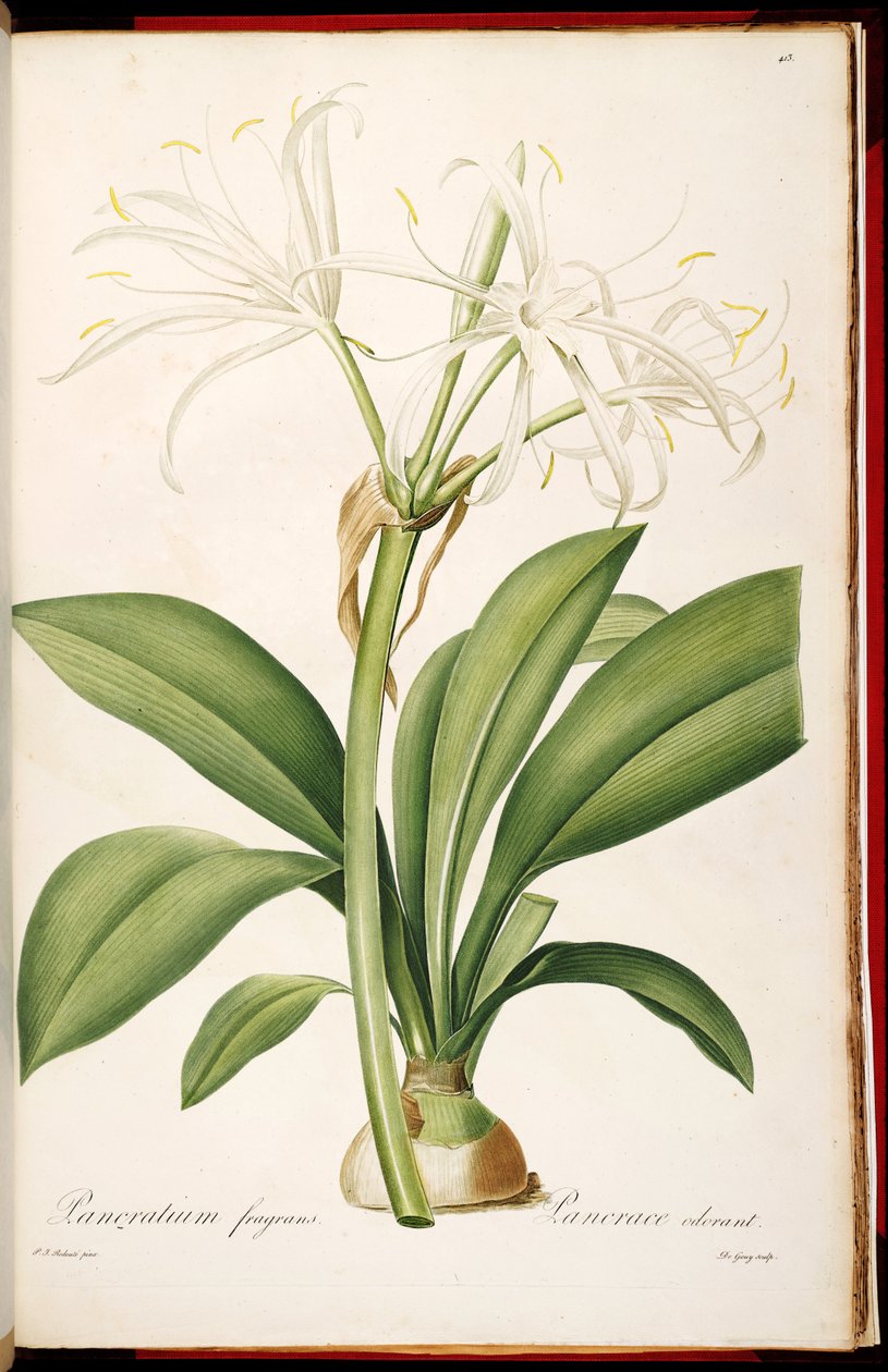 Hymenocallis fragrans - Pierre Joseph Redouté