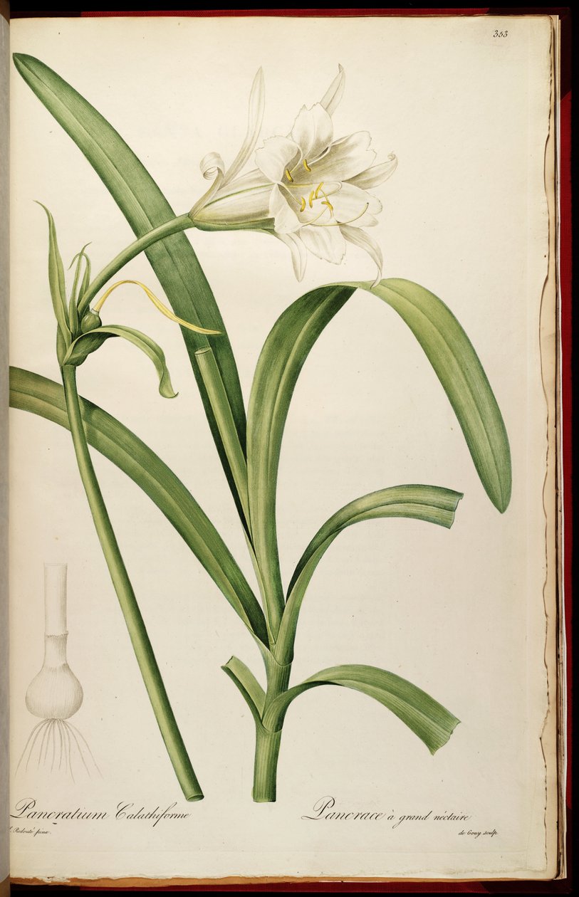 Ismene narcissiflora - Pierre Joseph Redouté