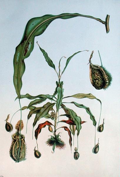 Nepenthes Hookeriana, planche botanique de 