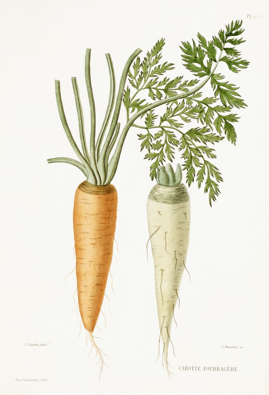 Carotte, 1857 - P Naudin