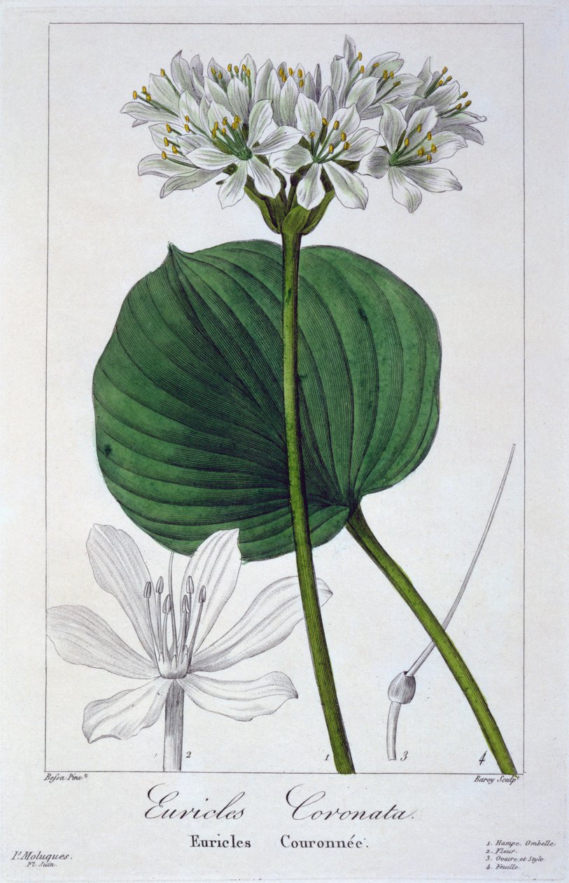 Euricles coronata, pub. 1836 - Panacre Bessa