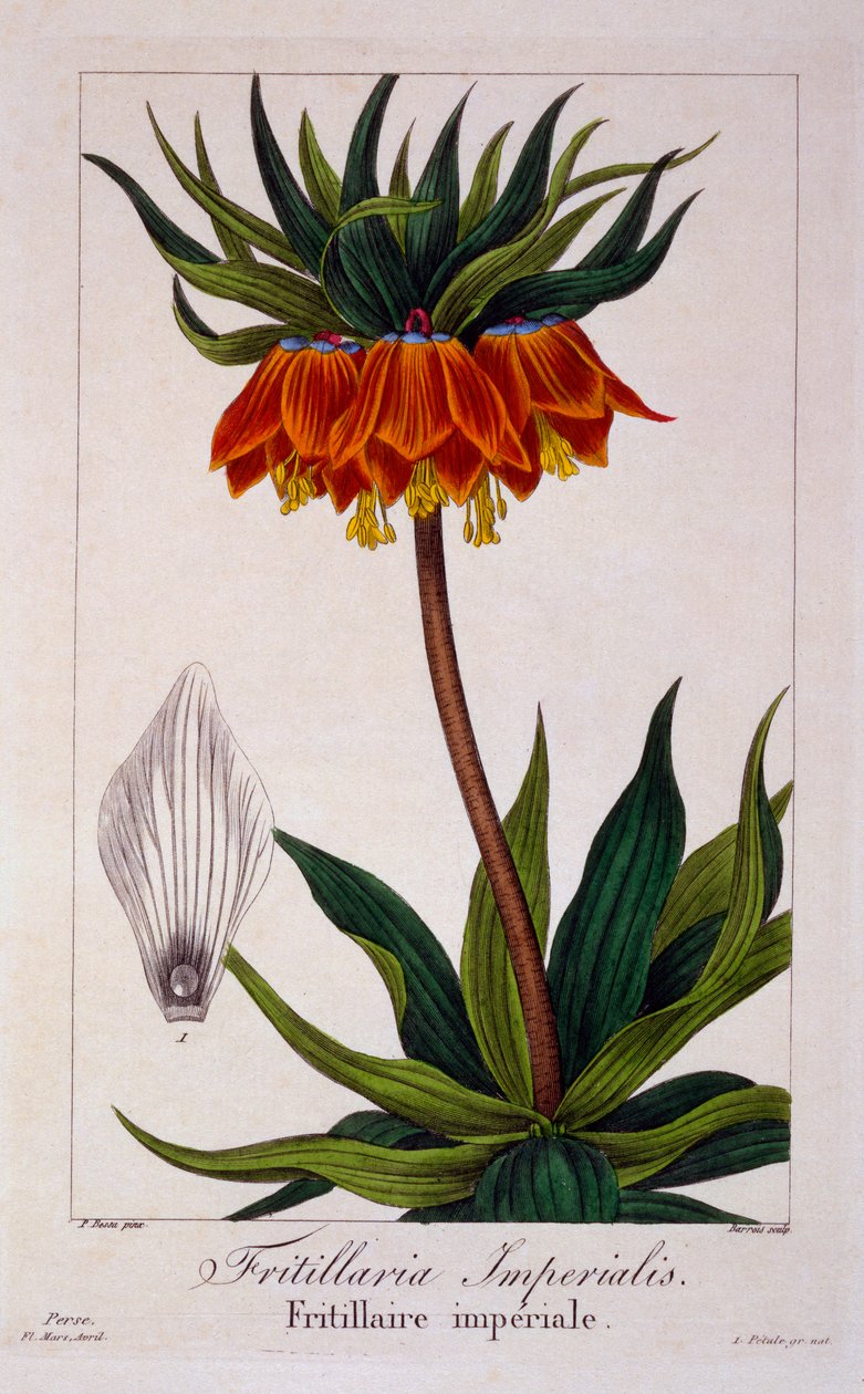 Fritillaria imperialis, pub. 1836 - Panacre Bessa
