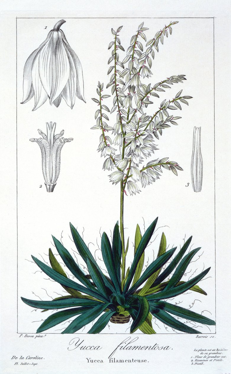 Yucca filimentosa, pub. 1836 - Panacre Bessa