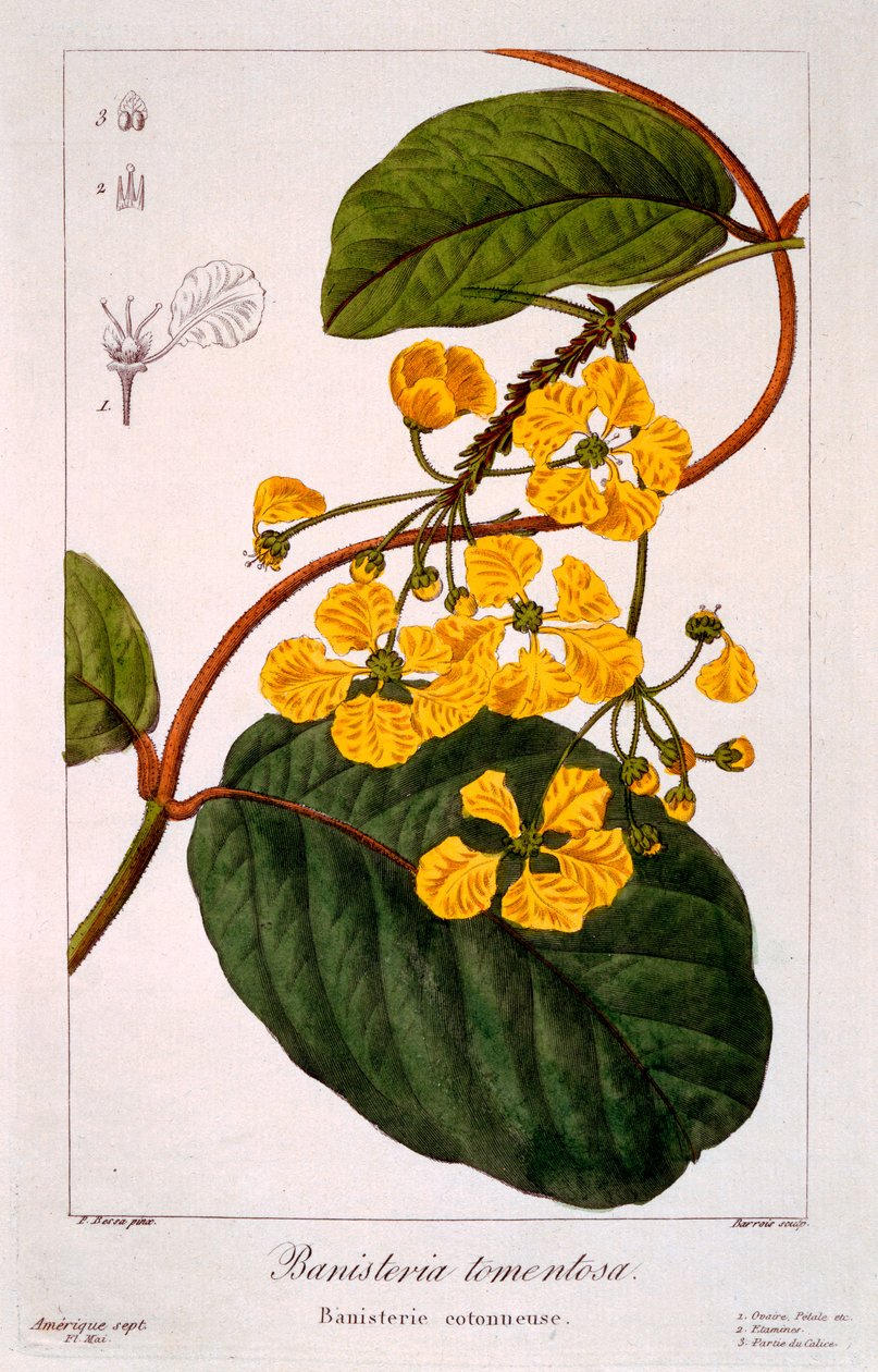 Banisteria tomentosa, 1836 - Pancrace Bessa