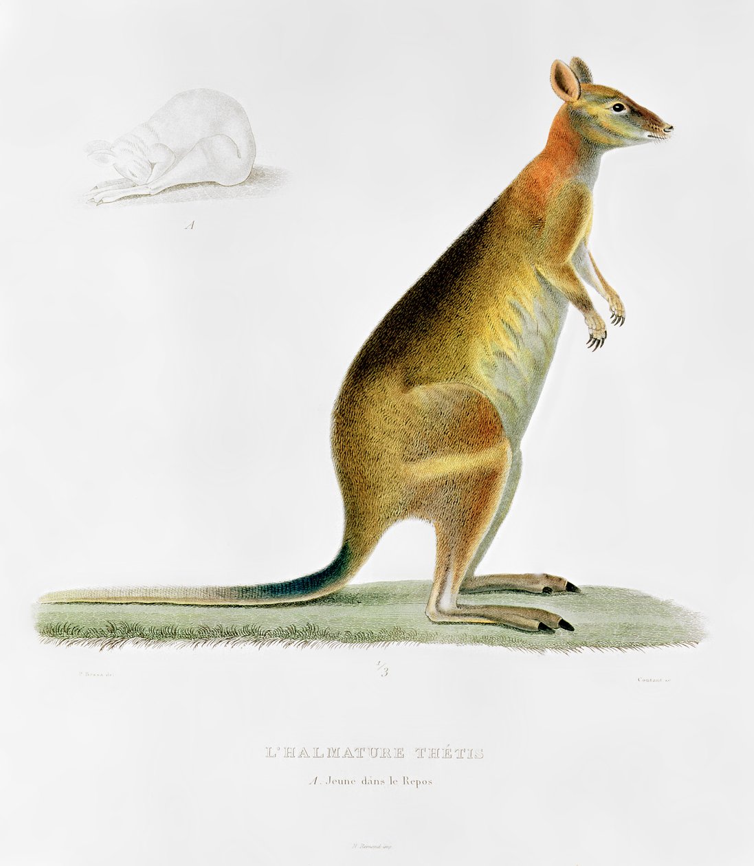 Kangourou, gravé par Coutant - Pancrace Bessa