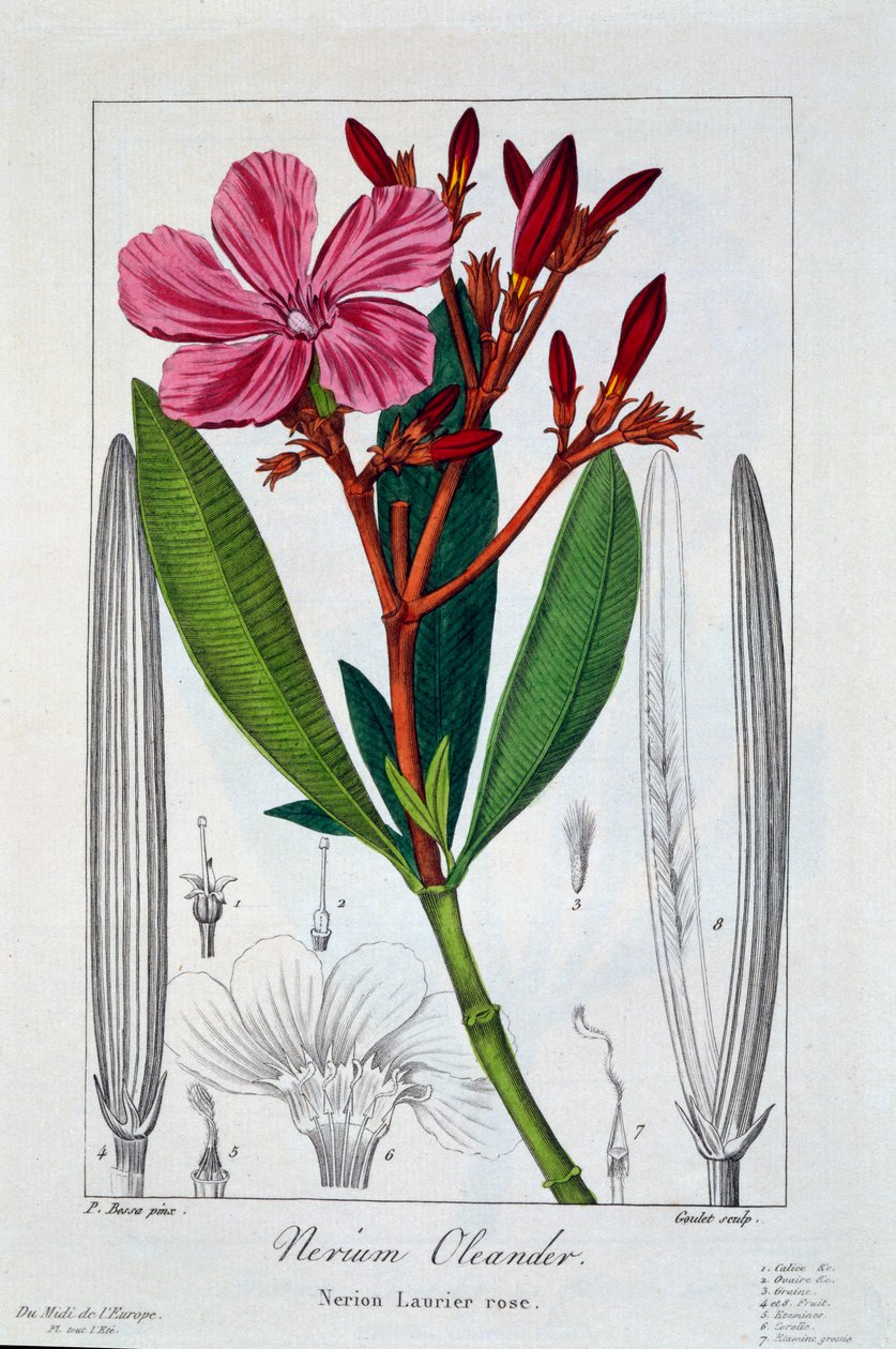Nerium oleander, 1836 - Pancrace Bessa