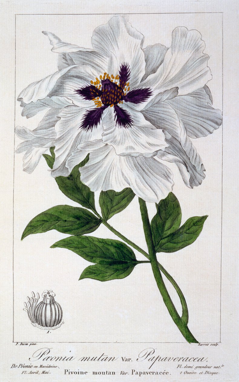 Paeonia suffruticosa, 1836 - Pancrace Bessa