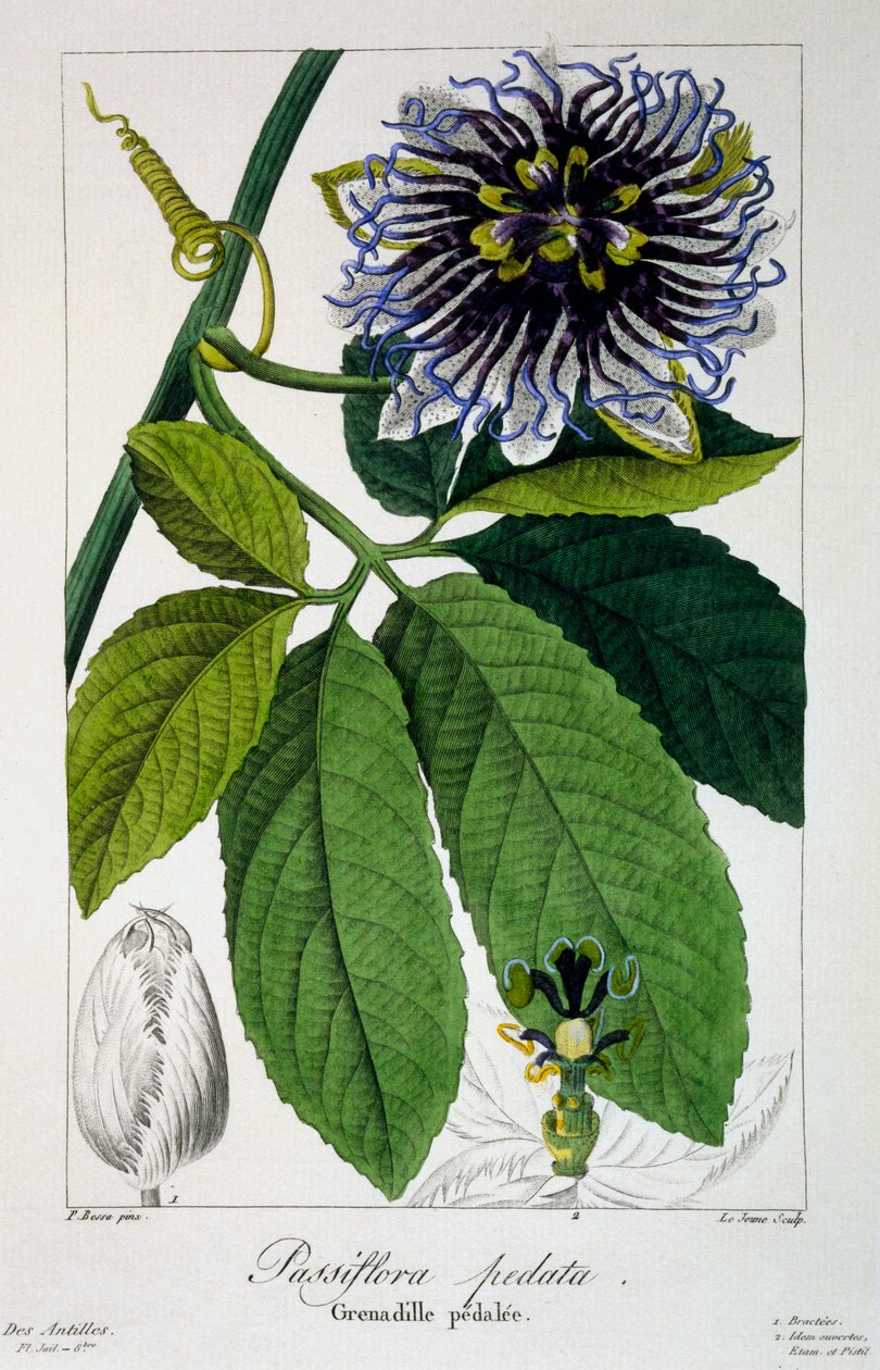 Passiflora pedata, ou Fleur de la Passion, 1836 - Pancrace Bessa