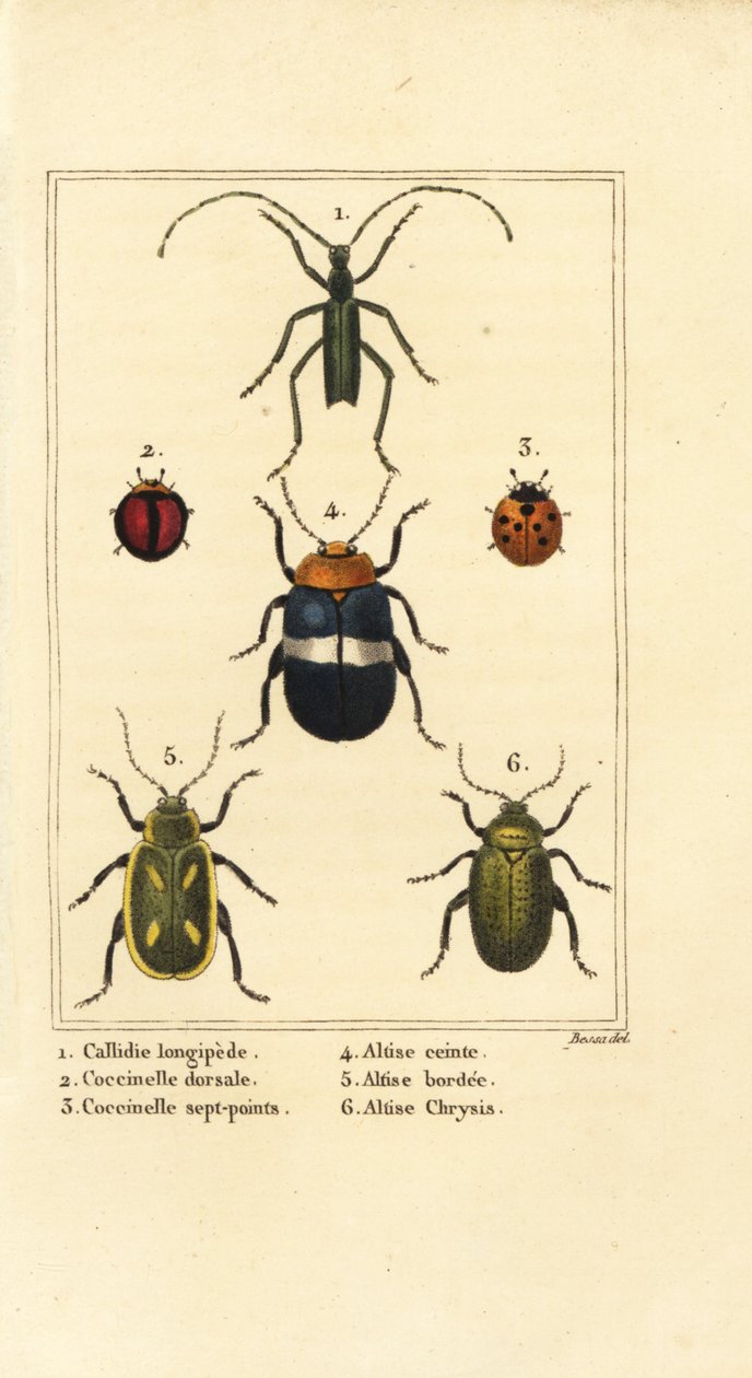 Callidium longipes 1, coccinelles, Jauravia dorsalis 2, Coccinella septempunctata 3, altises, Altica cincta 4, Altica emarginata 5, et Altica chrysis 6 - Pancrace (after) Bessa