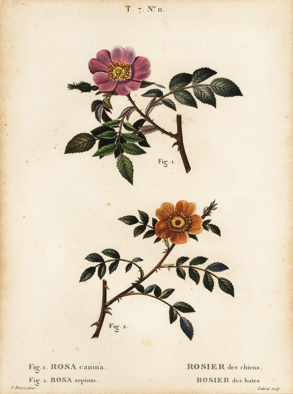 Églantier, Rosa canina, Rosier des chiens 1, et églantier à petites feuilles, Rosa sepium, Rosa agrestis, Rosier des haies 2 - Pancrace (after) Bessa