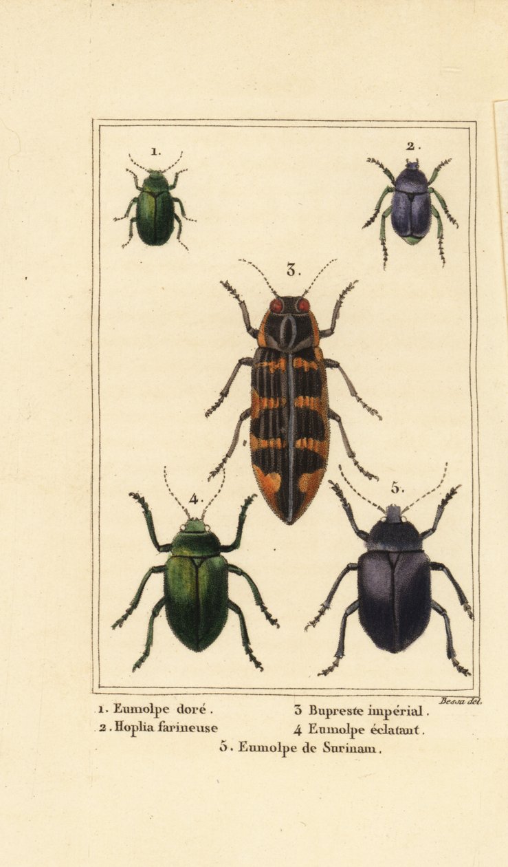 Chrysochus auratus 1, Hoplia argentea 2, bupreste de Banksia, Cyrioides imperialis 3, Eumolpus fulgidus 4, et Eumolpus surinamensis 5 - Pancrace (after) Bessa