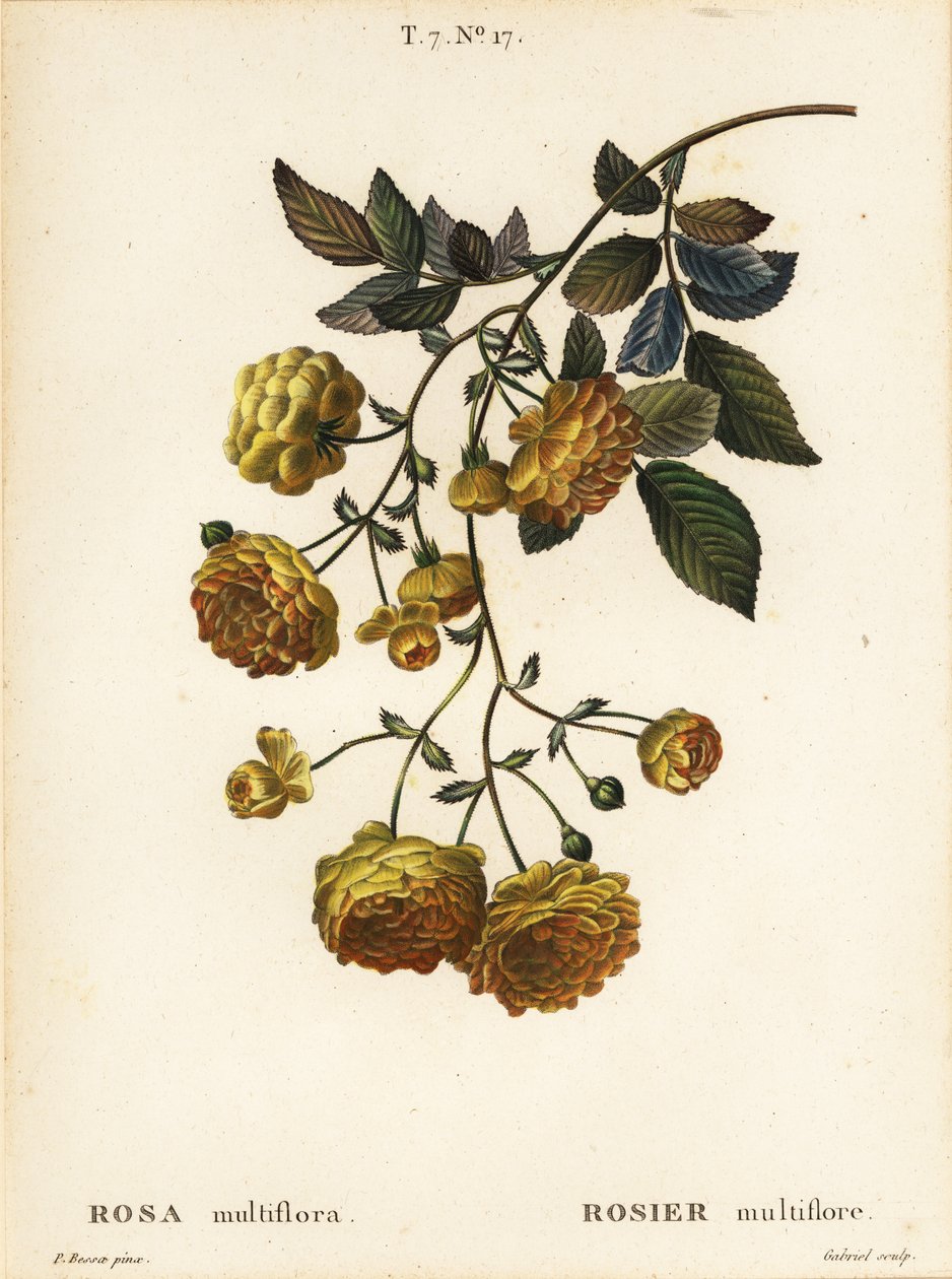 Rosier multiflore ou rosier du Japon, Rosa multiflora, Rosier multifore - Pancrace (after) Bessa