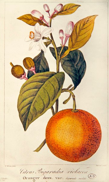 Orange, gravée par Barois, vers 1820 - Pancrace (after) Bessa