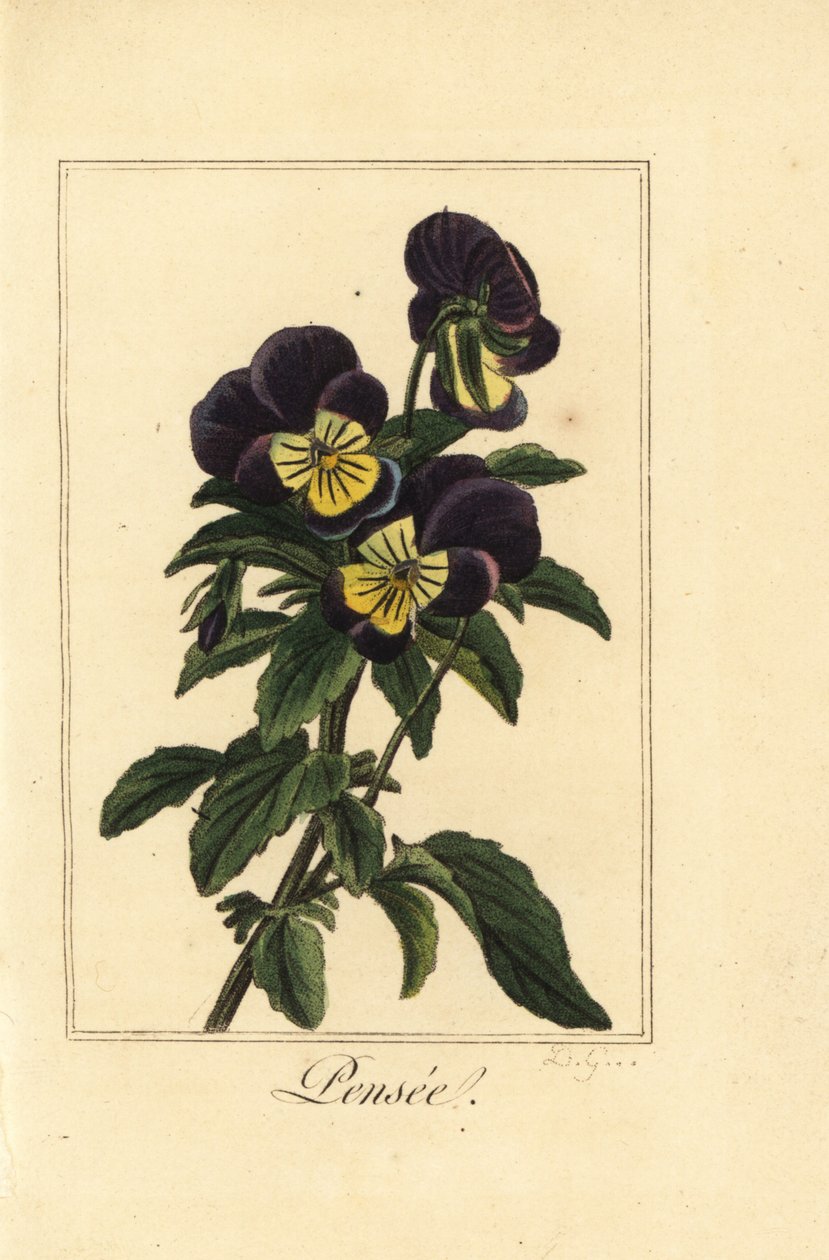 Pensée, Viola tricolor var - Pancrace (after) Bessa