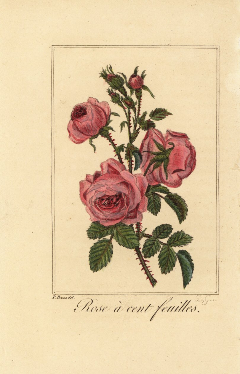 Rosier de Provence ou rosier chou, Rose à cent feuilles, Rosa centifolia - Pancrace (after) Bessa