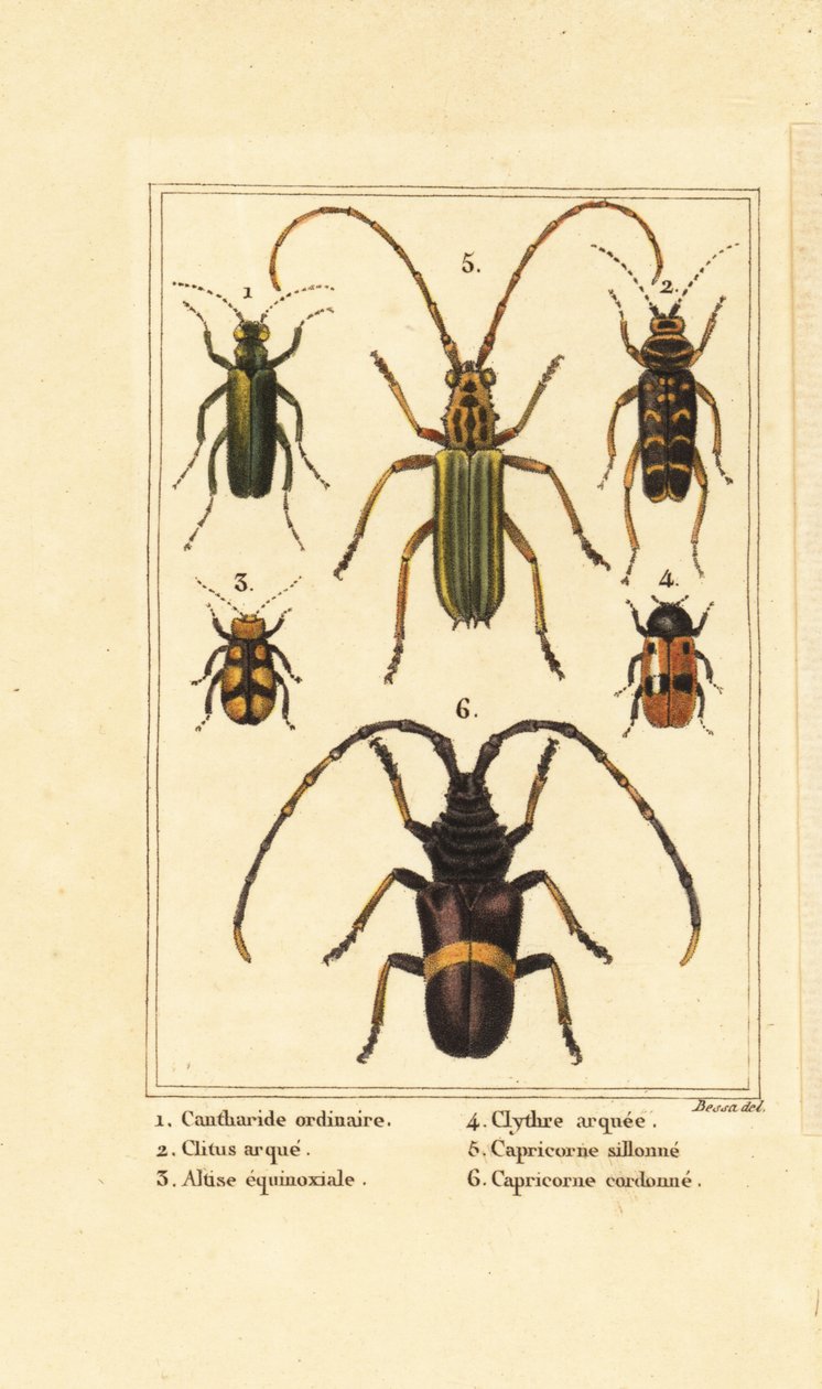 Cantharide officinale, Lytta vesicatoria 1, clyte bélier, Clytus arietis 2, Altica equinoctialis 3, Clytra quadripunctata 4, longicornes, Chlorida festiva 5 et Trachyderes succinctus 6 - Pancrace (after) Bessa