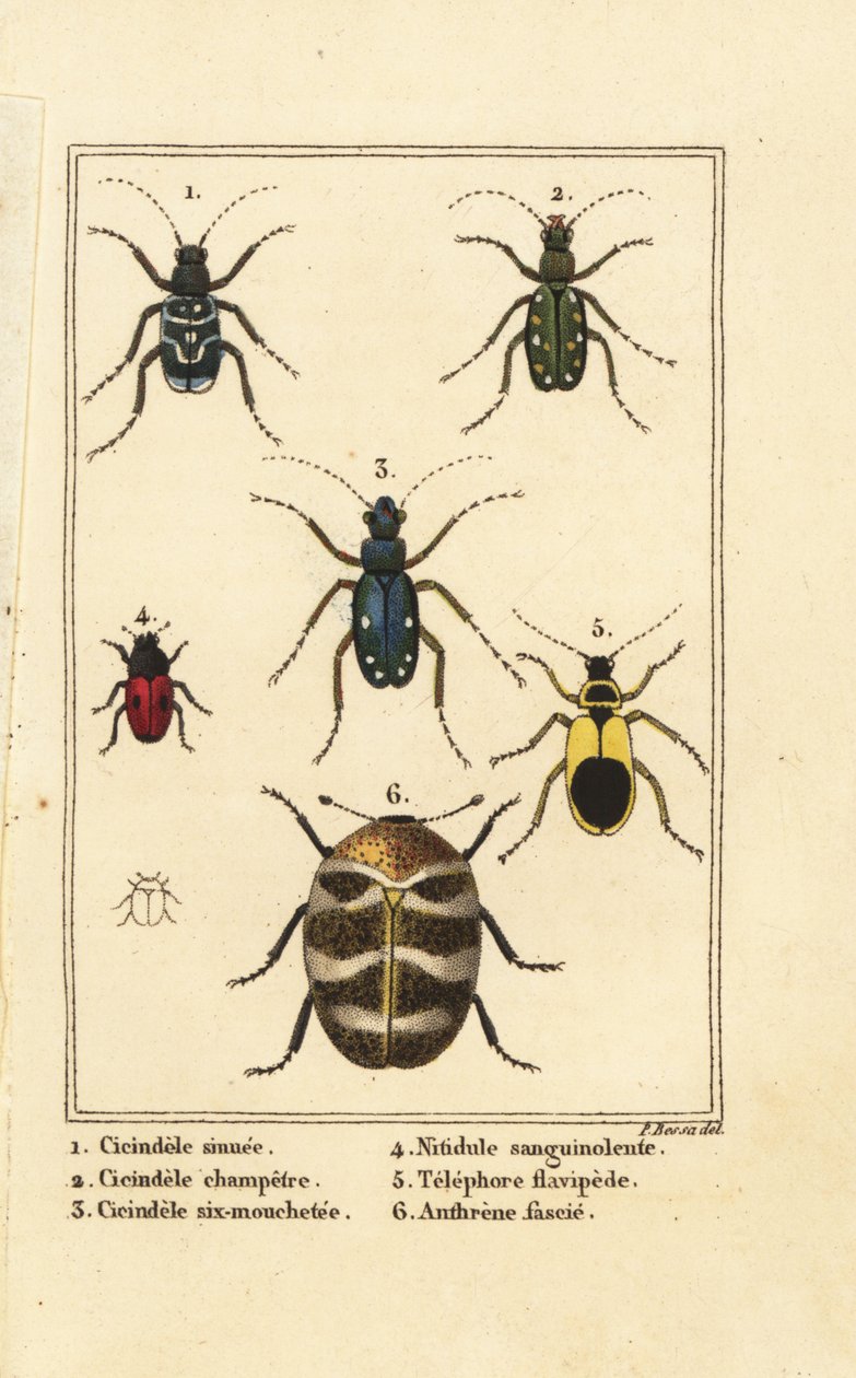 Cicindèles, Cicindela sinuata 1, Cicindela campestris 2, Cicindela sexguttata 3, Nitidula sanguinolenta 4, anthrène bigarré, Telephore flavipede 5, Anthrenus verbasci 6 - Pancrace (after) Bessa