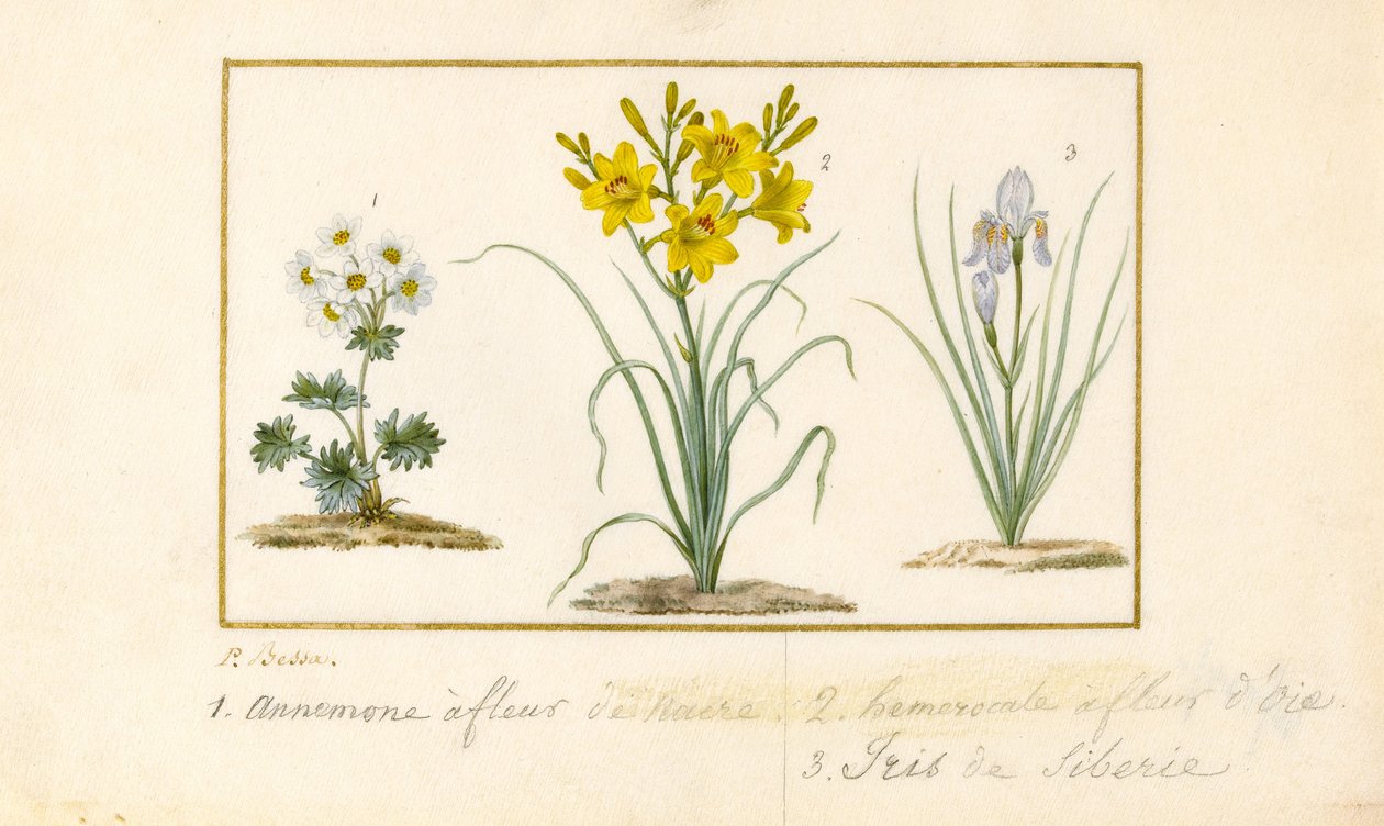 Anémone, hémérocalle et iris - Pancrace Bessa