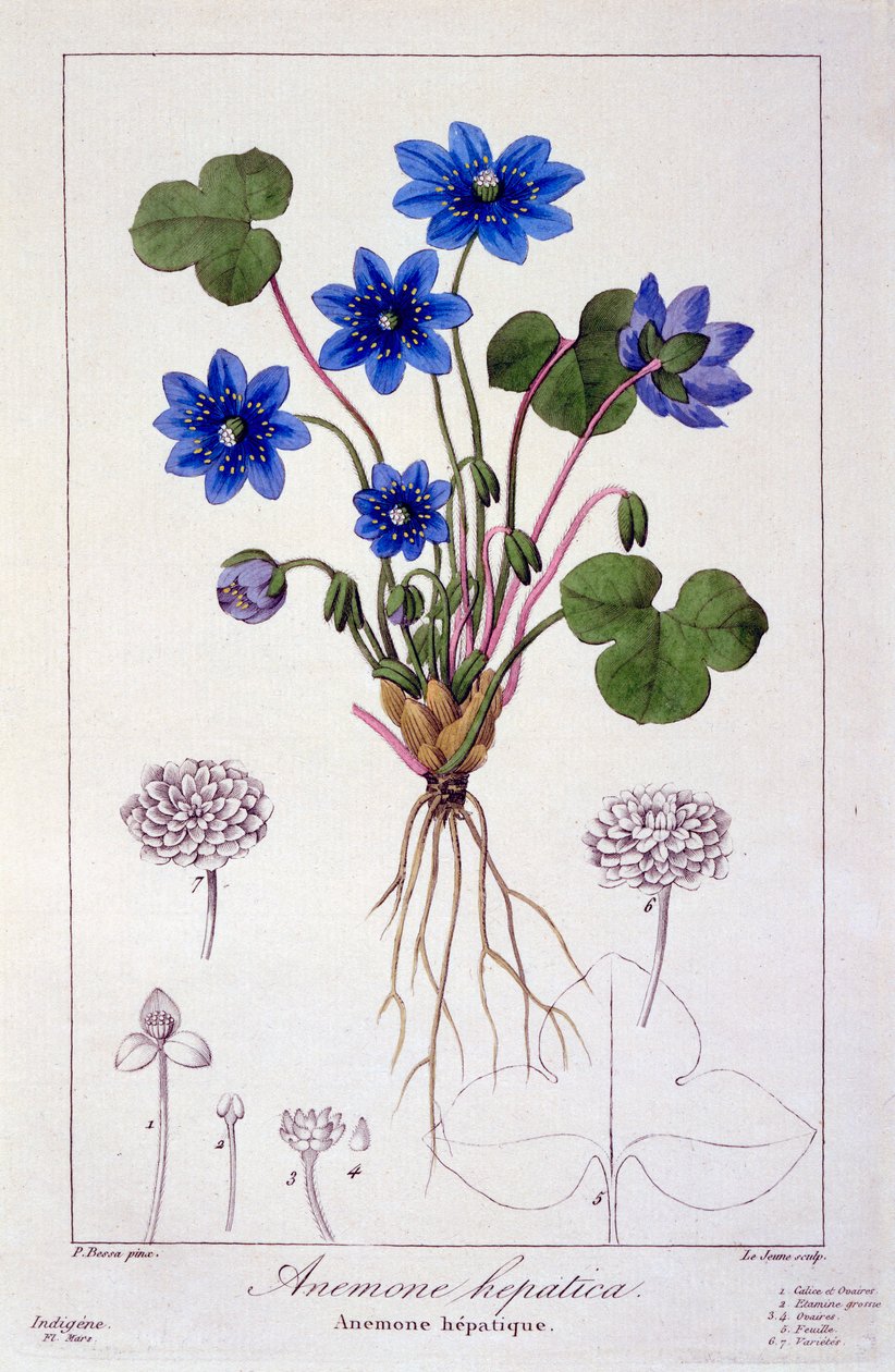 Hepatica nobilis, 1836 - Pancrace Bessa