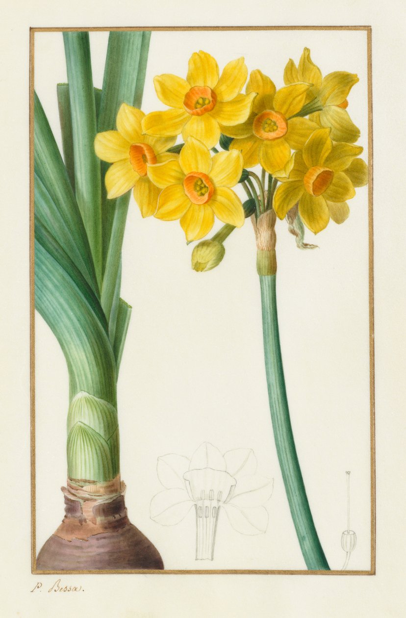 Polyanthus ou Narcisse en grappe Botanique : Narcissus tazetta, 1836 - Pancrace Bessa