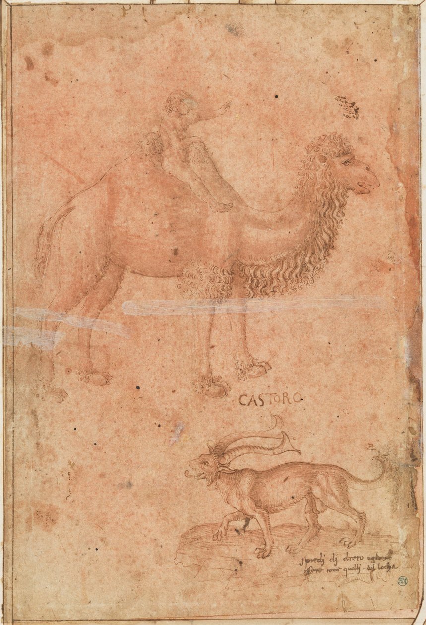 Ein Kamel mit einem reitenden Kind. Darunter ein fabelhaftes Tier (Castoro) - Paolo Uccello